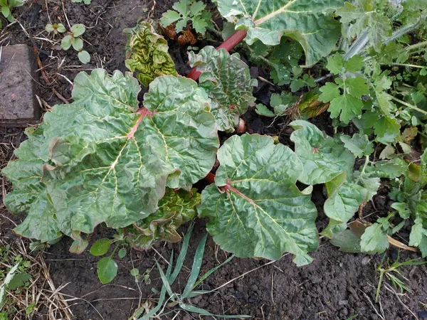 plantas de nabo